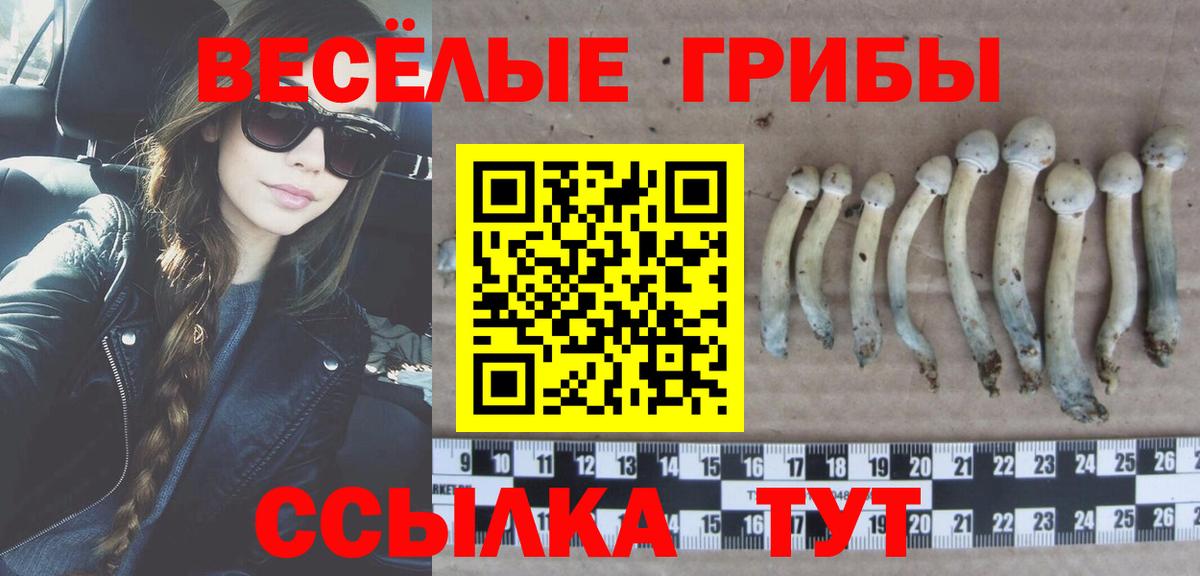 Галлюциногенные грибы GOLDEN TEACHER  Вход с VPN  закладки  Сунжа 